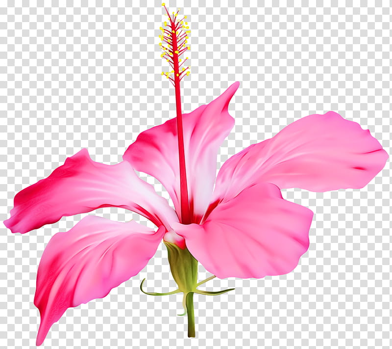 Pink Flower, Shoeblackplant, Common Hibiscus, Blue Hibiscus, Hibiscus Flower , Shrub, Hibiscus, Mallows transparent background PNG clipart