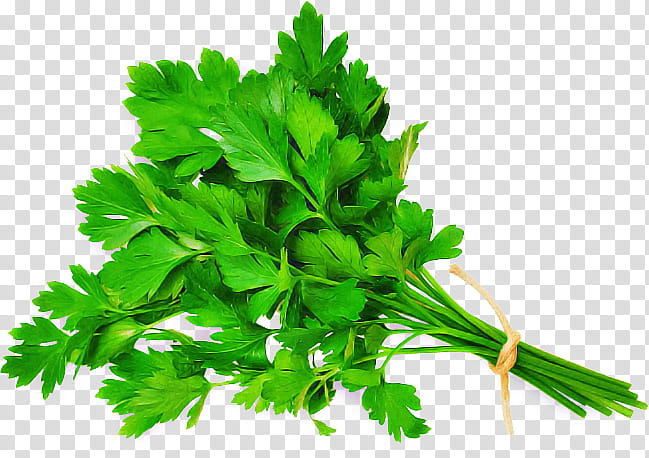 Medicine, Parsley, Coriander, Abdominal Distension, Rapini, Abdomen, Health, Vitamin A transparent background PNG clipart