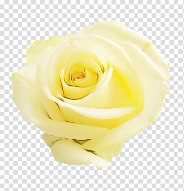 Pink Flower, Garden Roses, Cabbage Rose, Floribunda, Cut Flowers, Petal, Yellow, White transparent background PNG clipart