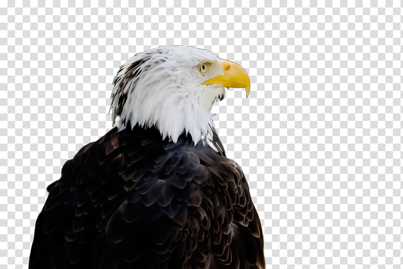 bird bald eagle bird of prey eagle beak, Watercolor, Paint, Wet Ink, Accipitridae, Sea Eagle, Falconiformes transparent background PNG clipart