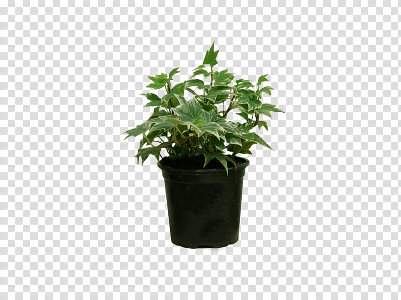 Ivy, Hygrophila Polysperma, Houseplant, Tropica, Aquascaping, Fishkeeping, Flowerpot, Common Ivy transparent background PNG clipart
