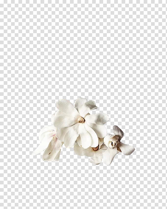 Flowers , white flowers transparent background PNG clipart