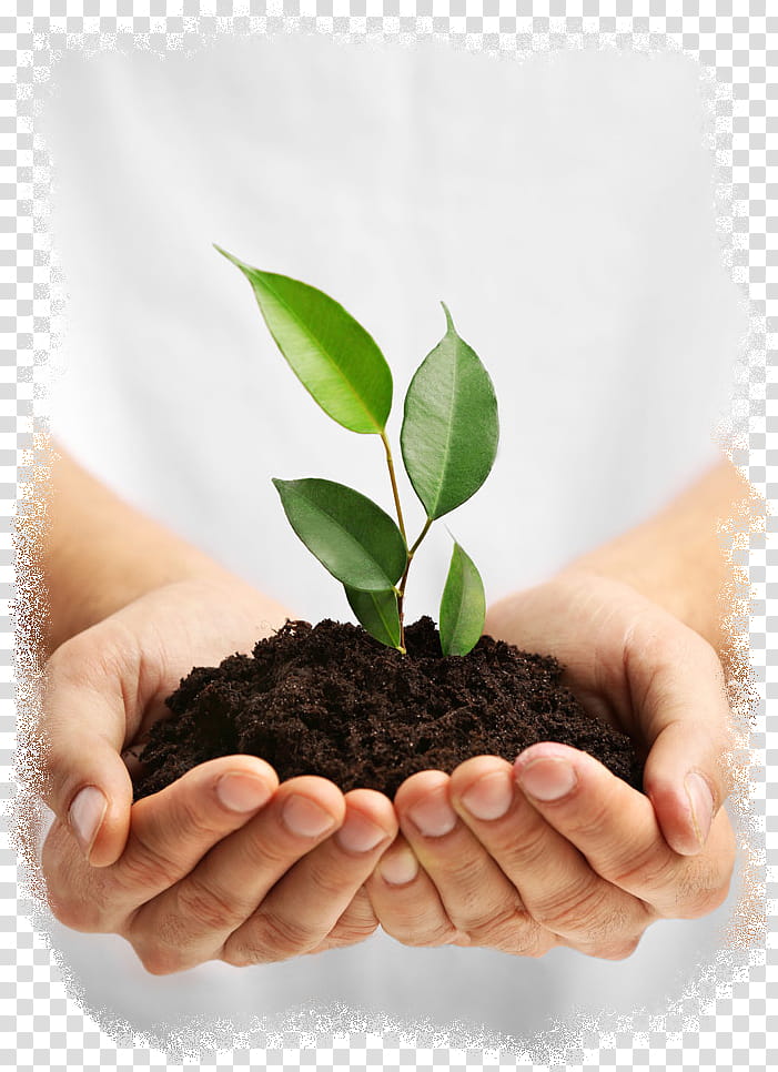 Arbor Day, Medicine, Soil, Hand, Flowerpot, Leaf, Plant, Finger transparent background PNG clipart