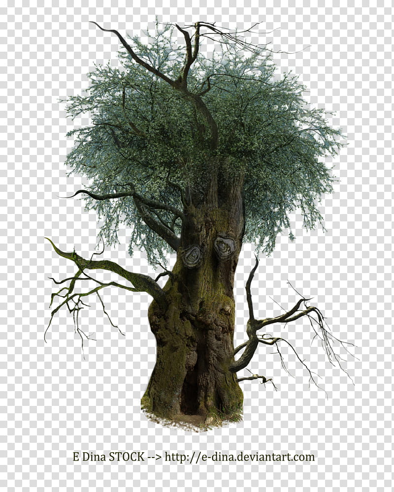 HQ Tree Man, green-leafed tree transparent background PNG clipart