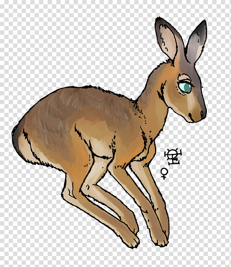 Kangaroo, RED Fox, Deer, Hare, Imgur Llc, Moschus, Dog, Antelope transparent background PNG clipart