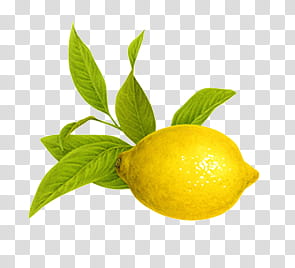 yellow lemon illustration transparent background PNG clipart