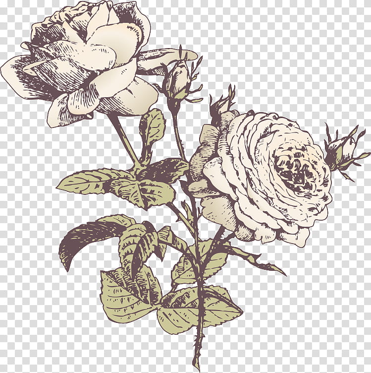 three flowers three roses valentines day, Plant, Pedicel, Prickly Rose, Drawing, Cut Flowers transparent background PNG clipart