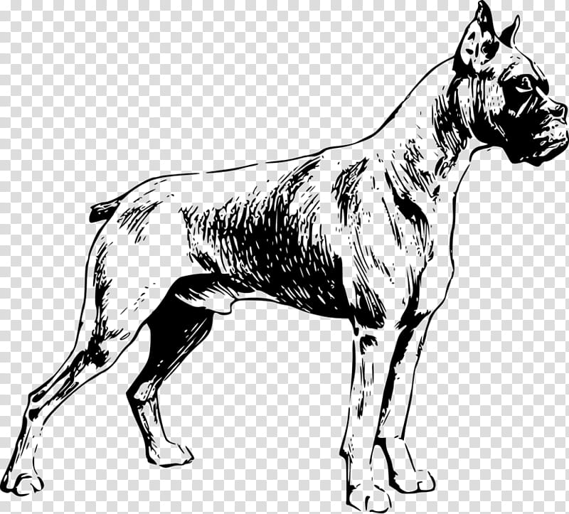 Dog And Cat, Boxer, Pug, Puppy, Bulldog, Coloring Book, Valley Bulldog, Drawing transparent background PNG clipart