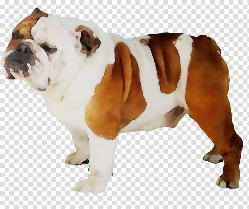 Bulldog, Watercolor, Paint, Wet Ink, Old English Bulldog, British Bulldogs, Dog Breed, Toy Bulldog transparent background PNG clipart