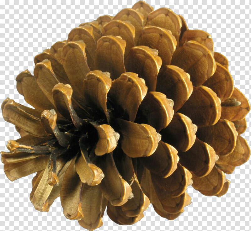 sugar pine conifer cone red pine pine tree, Cartoon, Plant, Pine Family, Natural Material, White Pine transparent background PNG clipart