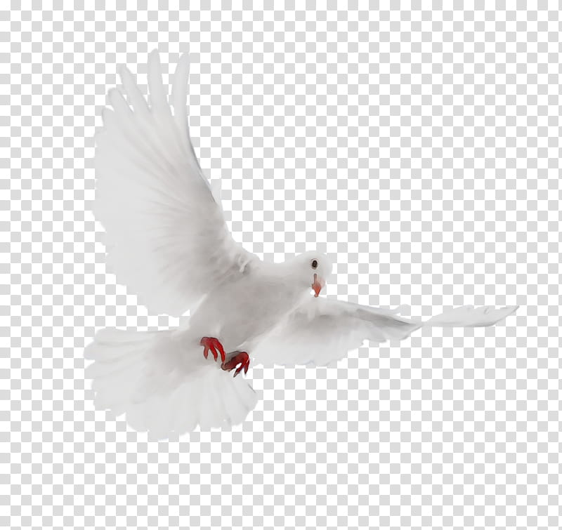 Dove Bird, Pigeons And Doves, Beak, Feather, White, Rock Dove, Wing, Peace transparent background PNG clipart