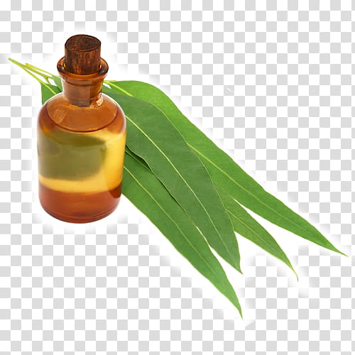 Palm Leaf, New Zealand, Nz, Dietary Supplement, Deet, Respiratory Tract, Critters, Common Cold transparent background PNG clipart