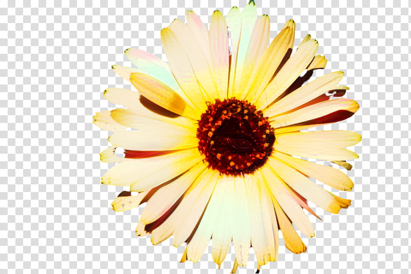 Flowers, Marigold, Blossom, Bloom, Flora, Oxeye Daisy, Daisy Family, Marguerite Daisy transparent background PNG clipart