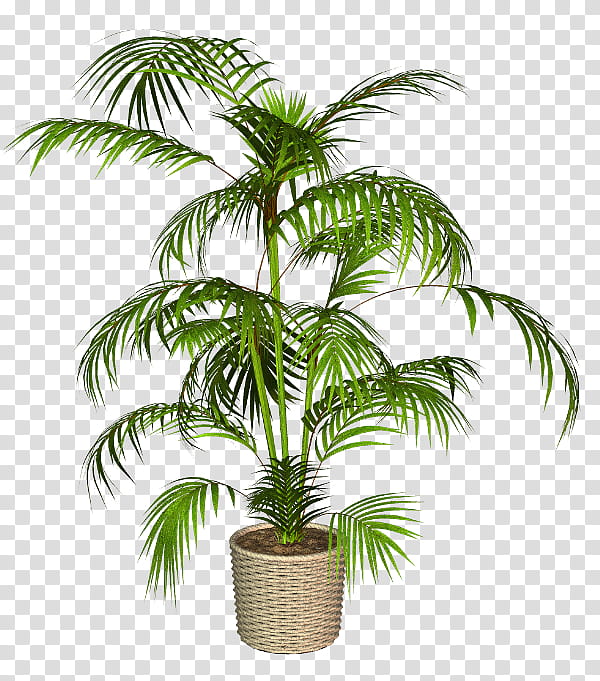 Palm Oil Tree, Babassu, Asian Palmyra Palm, Palm Trees, Coconut, Flowerpot, Plants, Roystonea Regia transparent background PNG clipart