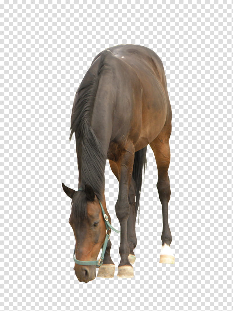 Horse , brown horse transparent background PNG clipart