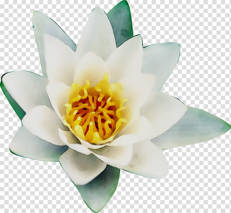 White Lily Flower, Cut Flowers, Plants, Fragrant White Water Lily, Petal, Yellow, Aquatic Plant, Lotus Family transparent background PNG clipart