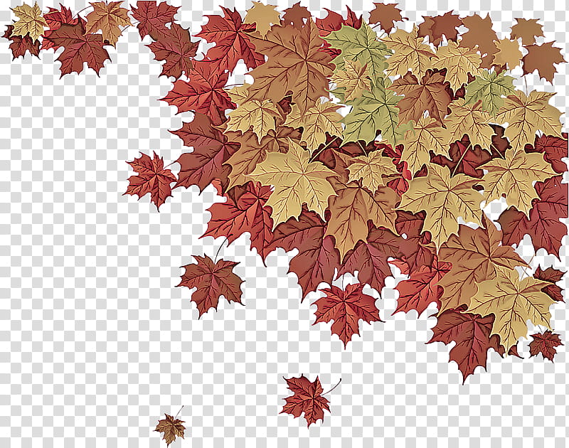 Maple leaf, Tree, Black Maple, Plant, Sweet Gum, Woody Plant, Flowering Plant transparent background PNG clipart