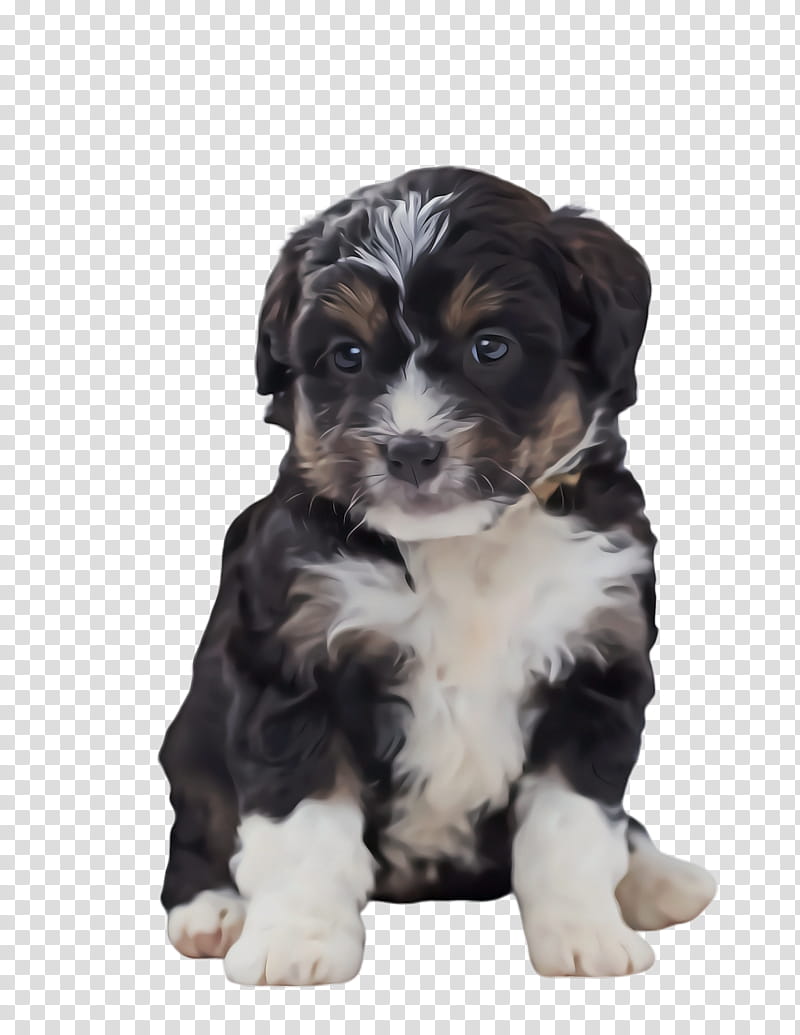 Dog And Cat, Cute Dog, Pet, Animal, Bernese Mountain Dog, Dog Breed, Puppy, Bearded Collie transparent background PNG clipart