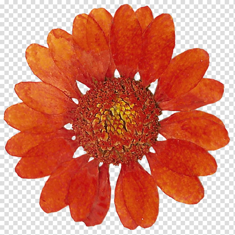 Pressed Flowers s, orange daisy flower art transparent background PNG clipart
