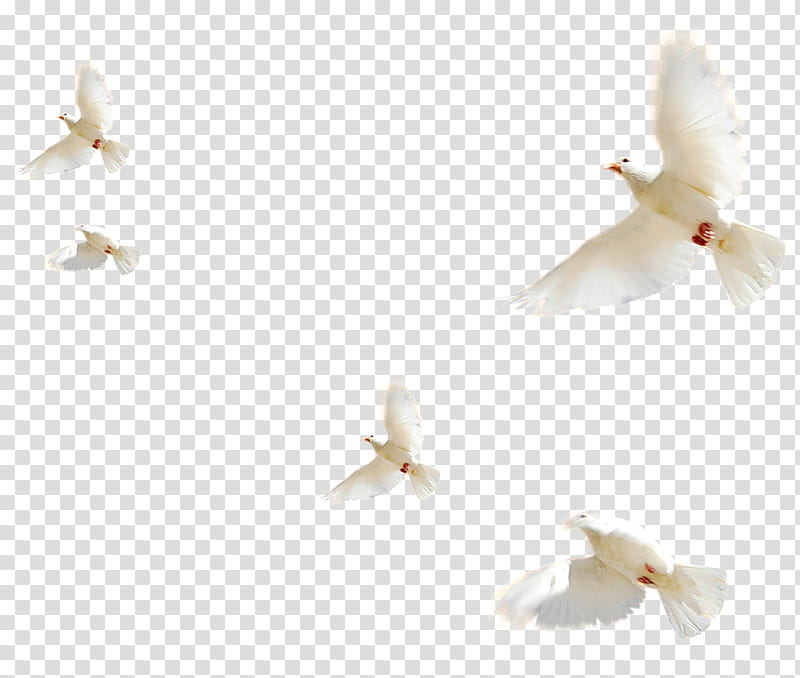 Dove Bird, Rock Dove, Release Dove, cdr, Animal, Typical Pigeons, Wing, Pollinator transparent background PNG clipart