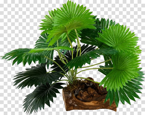 Palm Oil Tree, Asian Palmyra Palm, Palm Trees, Flowerpot, Oil Palms, Houseplant, Borassus, Borassus Flabellifer transparent background PNG clipart