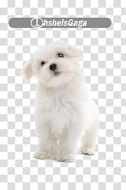 Files, white Maltese puppy transparent background PNG clipart