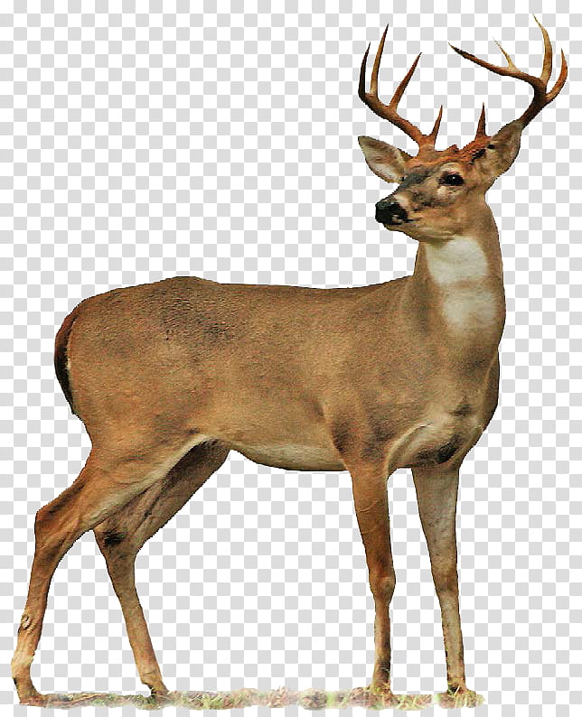 Deer, deer illustration transparent background PNG clipart