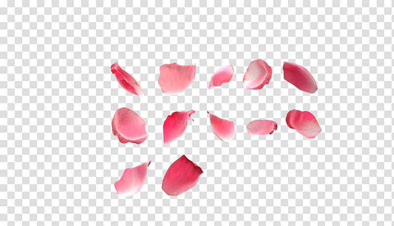 Rose Petals, pink flower petals transparent background PNG clipart