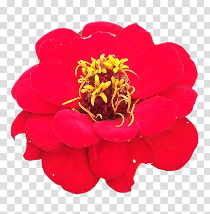 Flowers, red Zinnia flower in bloom transparent background PNG clipart