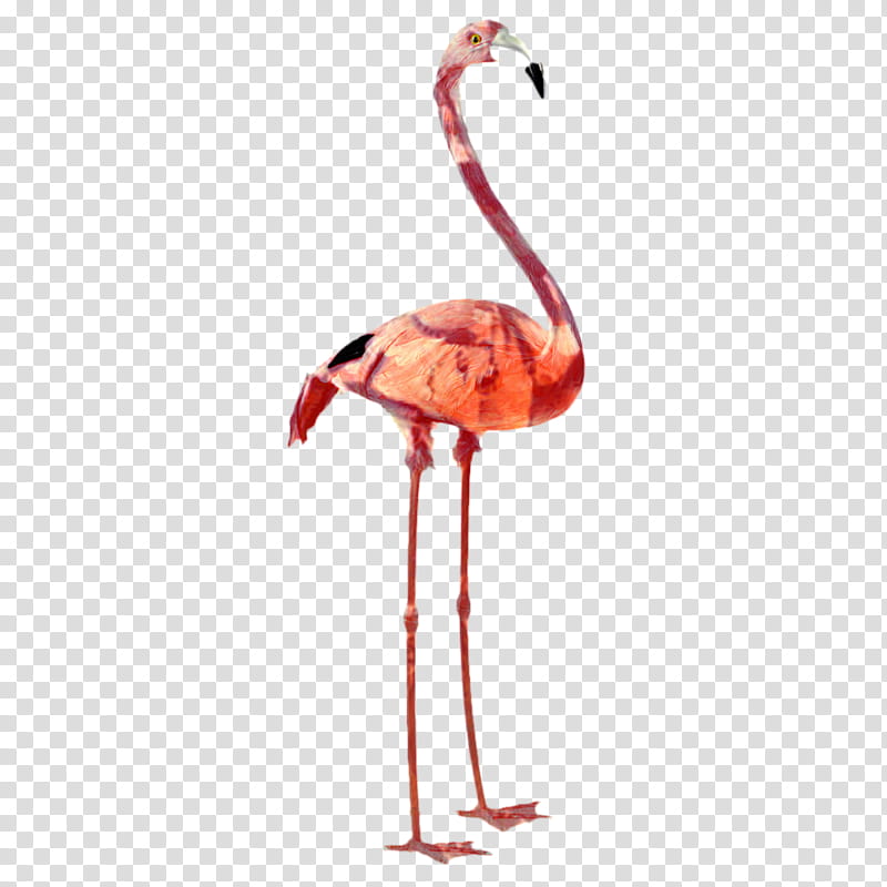 Pink Flamingo, Plastic Flamingo, Bird, Greater Flamingo, Flamingo , Lesser Flamingo, American Flamingo, Feather transparent background PNG clipart