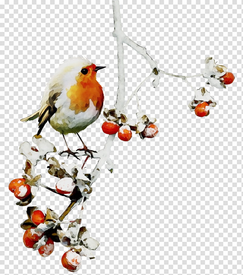 european robin bird songbird old world flycatcher branch, Watercolor, Paint, Wet Ink, Perching Bird, Plant, Twig, Beak transparent background PNG clipart