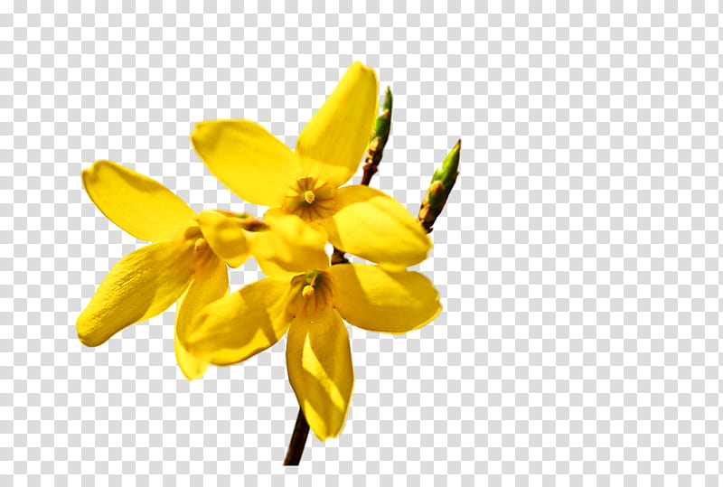 s, Rapeseed, Blog, Petal, Naver, Chastity, Forsythia Koreana, Flower transparent background PNG clipart