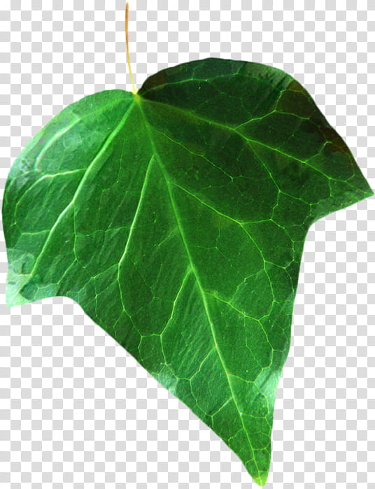 Green Leaf, Plant Pathology, Plants, Flower, Anthurium, Ivy, Piper Auritum, Ivy Family transparent background PNG clipart