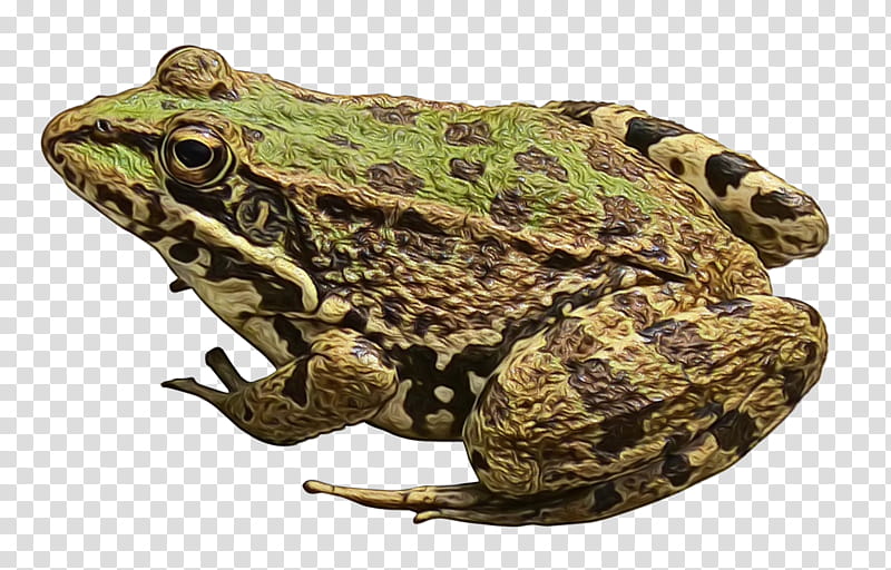 Frog, Lithobates Clamitans, Toad, True Frog, Bullfrog, True Toad, Bufo, Anaxyrus transparent background PNG clipart