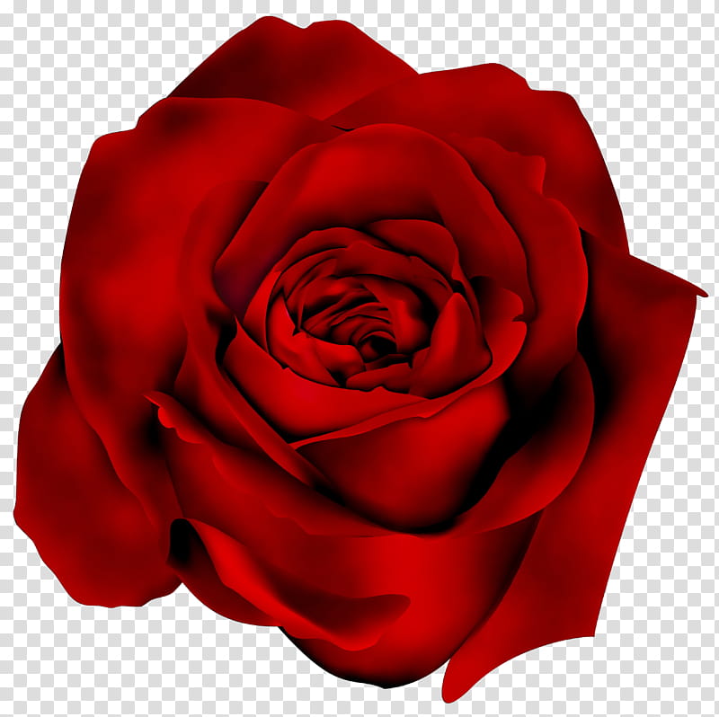 Background Family Day, Garden Roses, Cabbage Rose, Floribunda, Petal, Cut Flowers, Red, Hybrid Tea Rose transparent background PNG clipart
