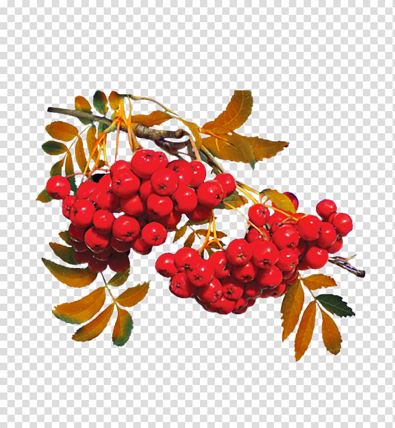 Drawing Natural Foods, Mountainash, Berries, Fruit, Rowan, Berry, Superfood, Cranberry transparent background PNG clipart