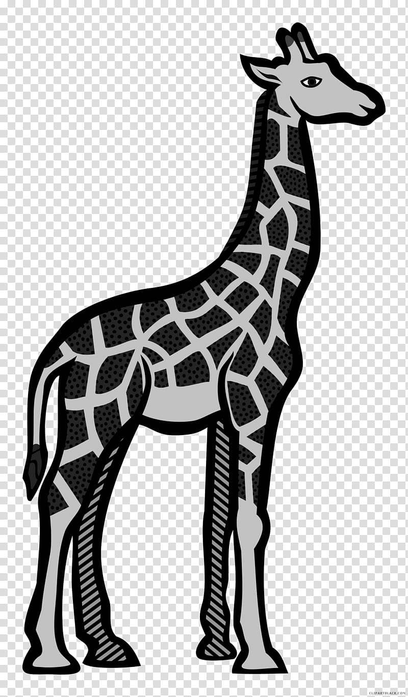 Lion Drawing, Cartoon, Northern Giraffe, Line Art, Animal, Painting, Giraffidae, Black And White transparent background PNG clipart