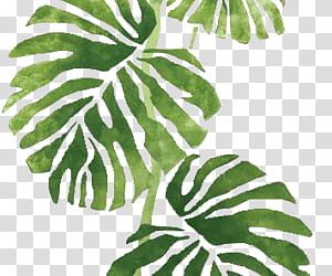 Tropical , green leaf plant transparent background PNG clipart