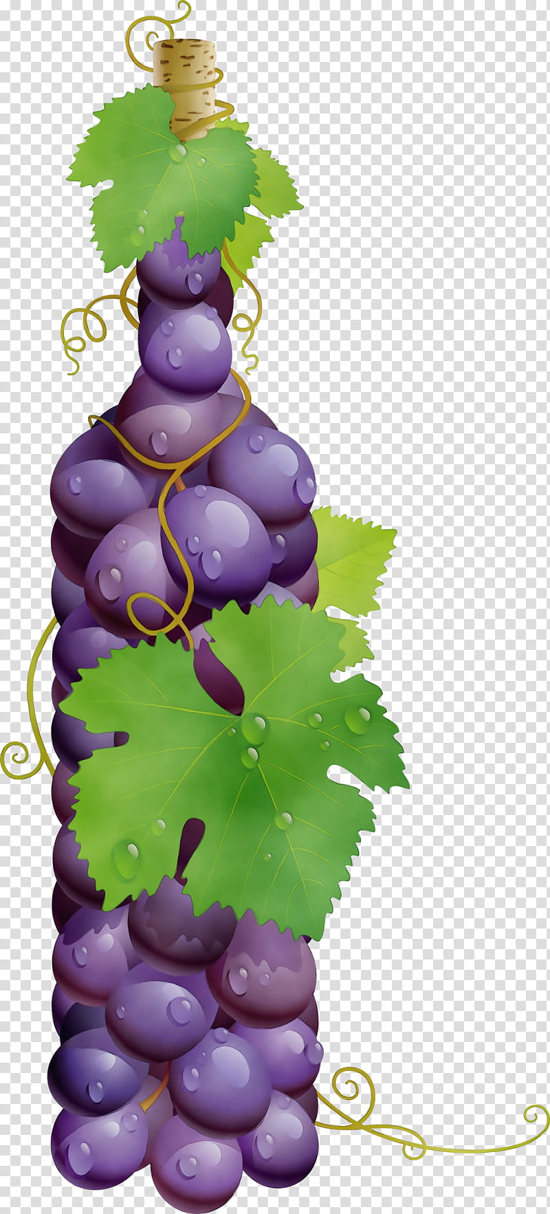 grape grapevine family grape leaves vitis bottle, Watercolor, Paint, Wet Ink, Plant, Leaf, Seedless Fruit, Flower transparent background PNG clipart