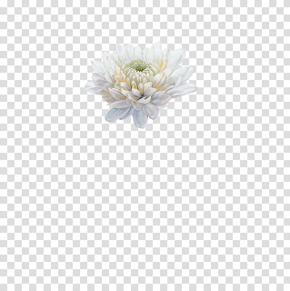 Flowers , white flower transparent background PNG clipart