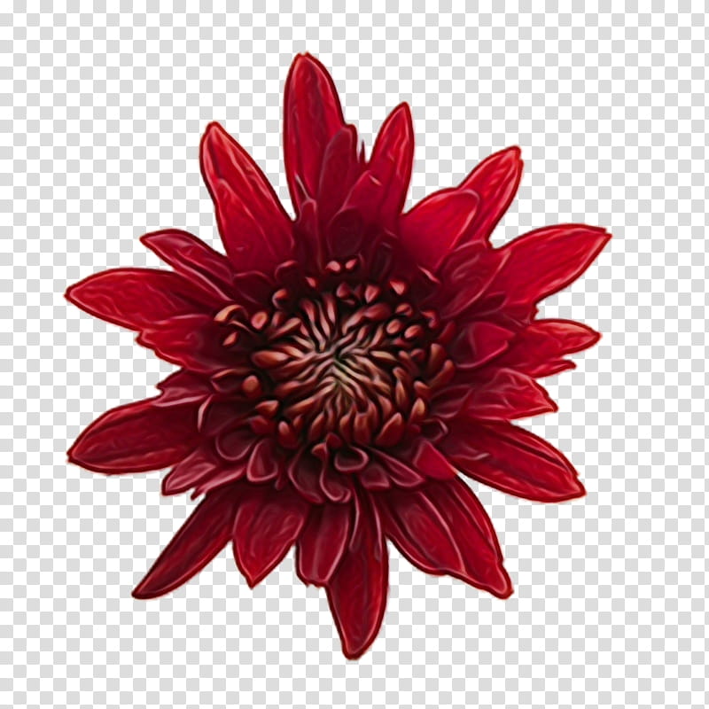 flower red petal plant dahlia, Watercolor, Paint, Wet Ink, Gazania, Gerbera, Daisy Family transparent background PNG clipart