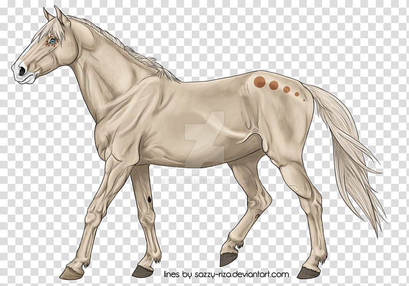 Painting, Foal, Pony, Mare, Mustang, Thoroughbred, Stallion, Drawing transparent background PNG clipart