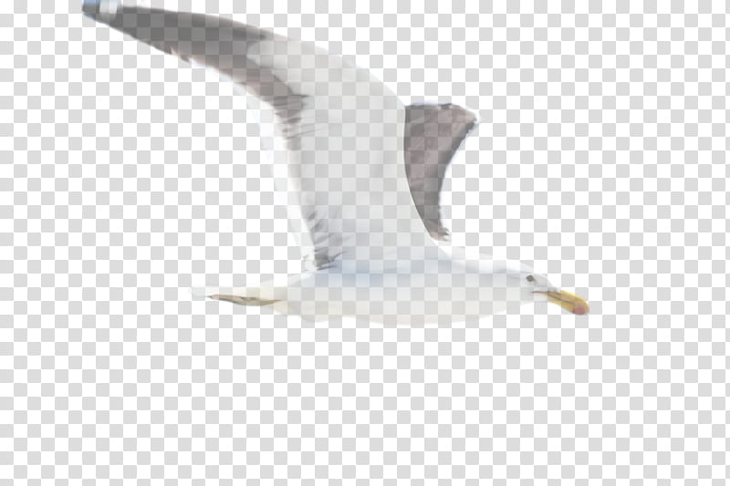 white gull bird european herring gull great black-backed gull, Great Blackbacked Gull, Seabird, Beak, Wing, Water Bird transparent background PNG clipart