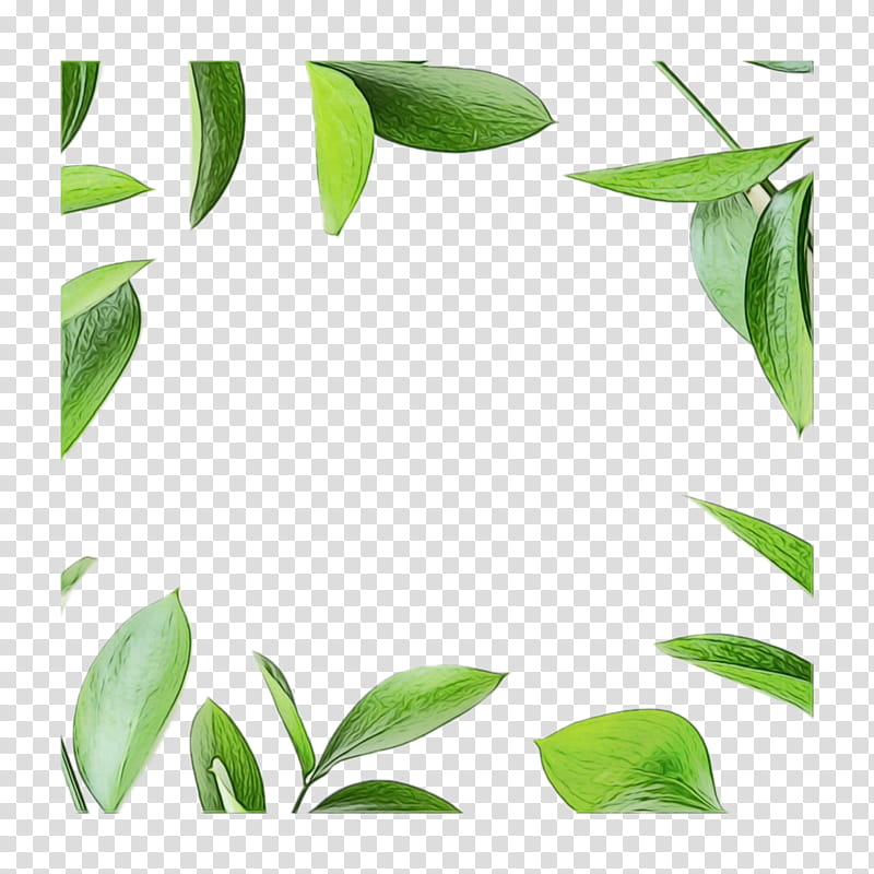 leaf plant green flower tree, Watercolor, Paint, Wet Ink, Branch, Flowering Plant, Eucalyptus transparent background PNG clipart