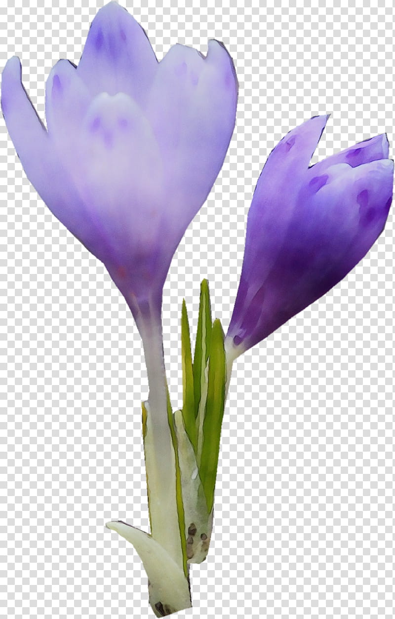 flower flowering plant tommie crocus spring crocus purple, Watercolor, Paint, Wet Ink, Petal, Violet transparent background PNG clipart