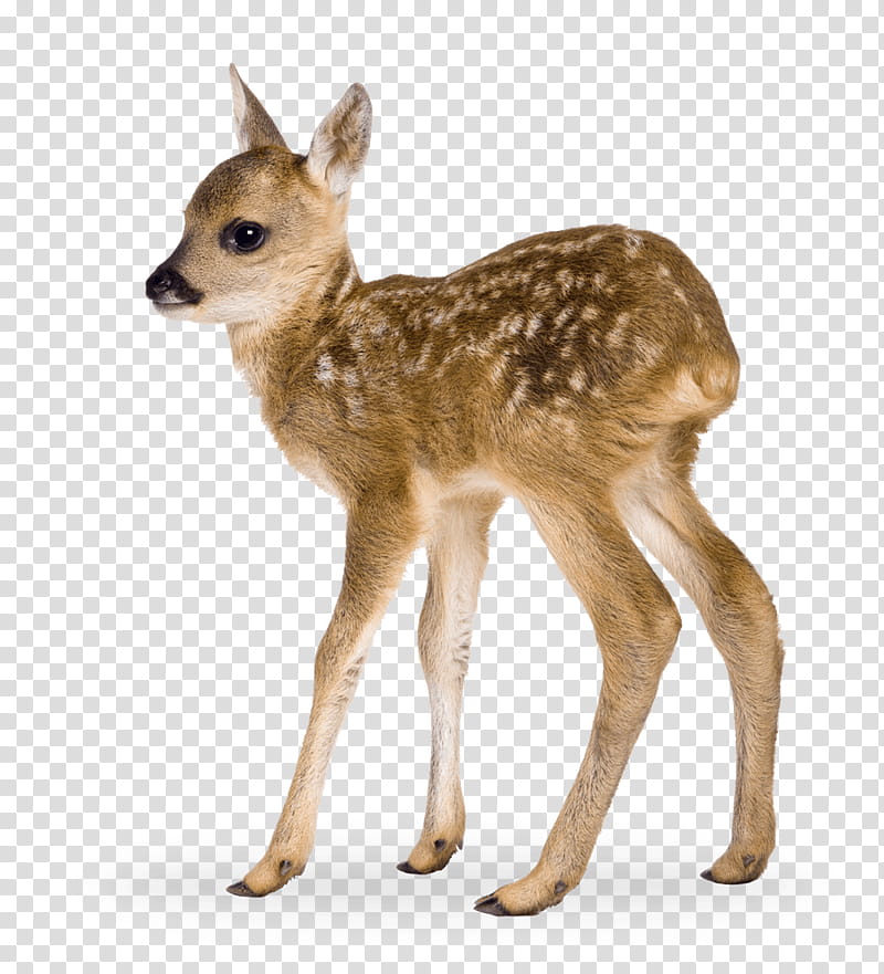 Coyote Deer, Safari Ltd, Safari Ltd Wild Safari North American Wildlife, Toy, Animal, Canis, Roe Deer, Fawn transparent background PNG clipart