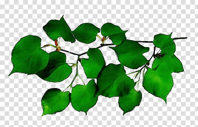 Oak Tree Leaf, Branch, Twig, Vine, Shrub, Birch, Ivy, Plants transparent background PNG clipart