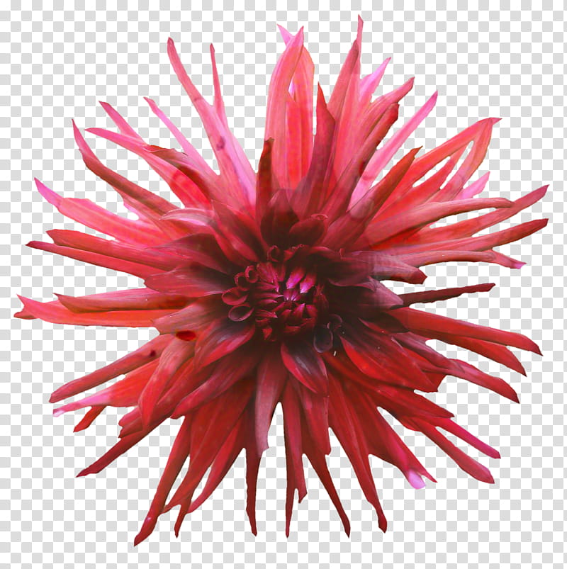Pink Flower, Dahlia, Chrysanthemum, Cut Flowers, Closeup, Petal, Pink M, Red transparent background PNG clipart
