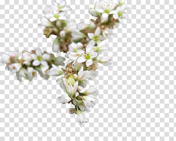 Cherry Blossom, Buckwheat, Flower, Tea, Honey, Breakfast, Food, Cereal transparent background PNG clipart