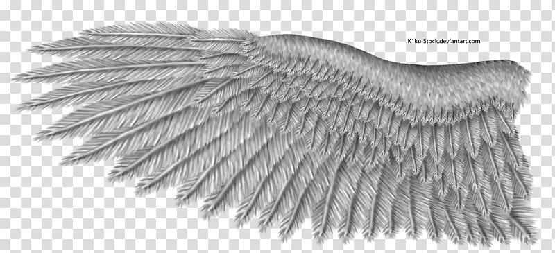 Grey Eagle Wing, grey wings transparent background PNG clipart